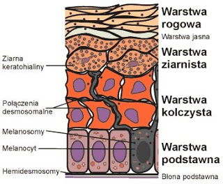 NASKÓREK- CZY PEŁNI WAŻNĄ FUNKCJĘ?