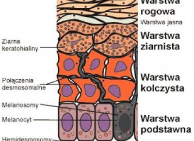 NASKÓREK- CZY PEŁNI WAŻNĄ FUNKCJĘ?