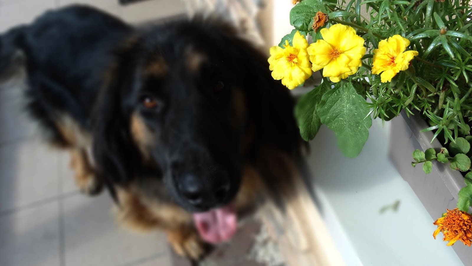 R I L S E E E : Kwieciste kwiaty a w nich psy