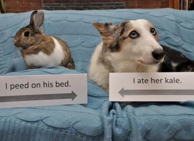 Najśmieszniejsze DOG SHAMING