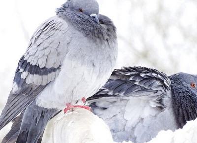 Widziałeś małego gołębia na żywo? Pewnie nie i oto dlaczego!