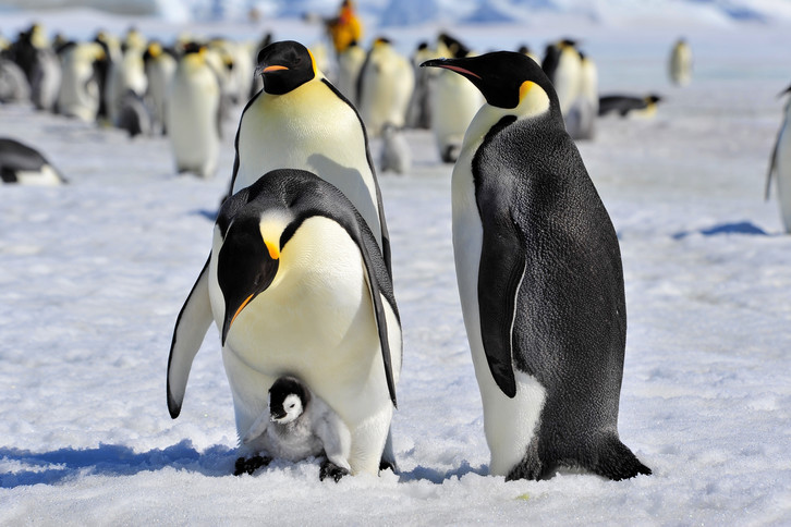 8 ciekawostek o pingwinach