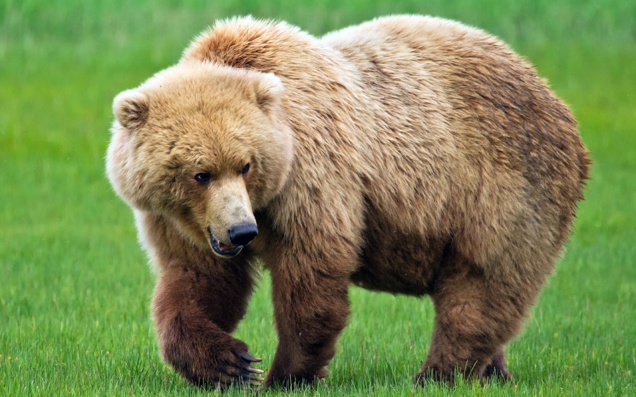 4 mało znane ciekawostki o niedźwiedziach