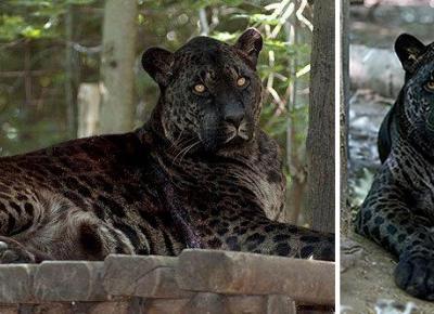 Najdziwniejsze hybrydy zwierząt!