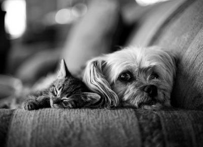 Zwierzaki zbijające fortunę na Instagramie