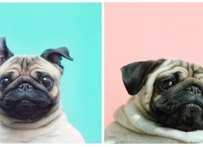 Najsłodsze zdjęcia mopsów