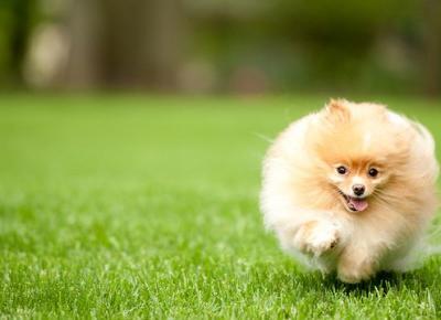 Najsłodsze zdjęcia pomeranianów