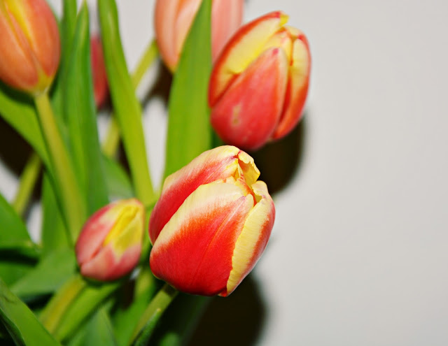 Fotografia by M: Ukochane tulipany