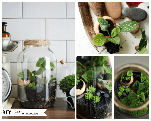 It's so easy DIY blog: DIY - jak zrobić las w słoiku