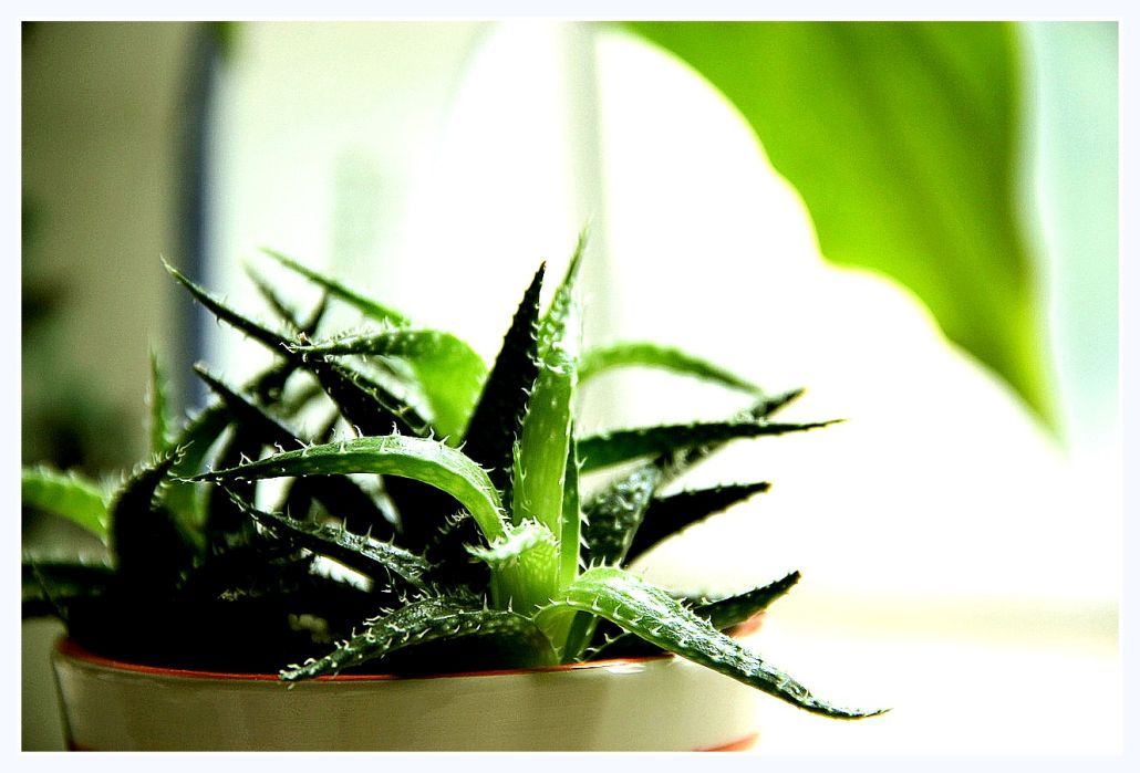 ALOES - dlaczego warto stosowa? aloes na twarz, cellulit i odchudzanie