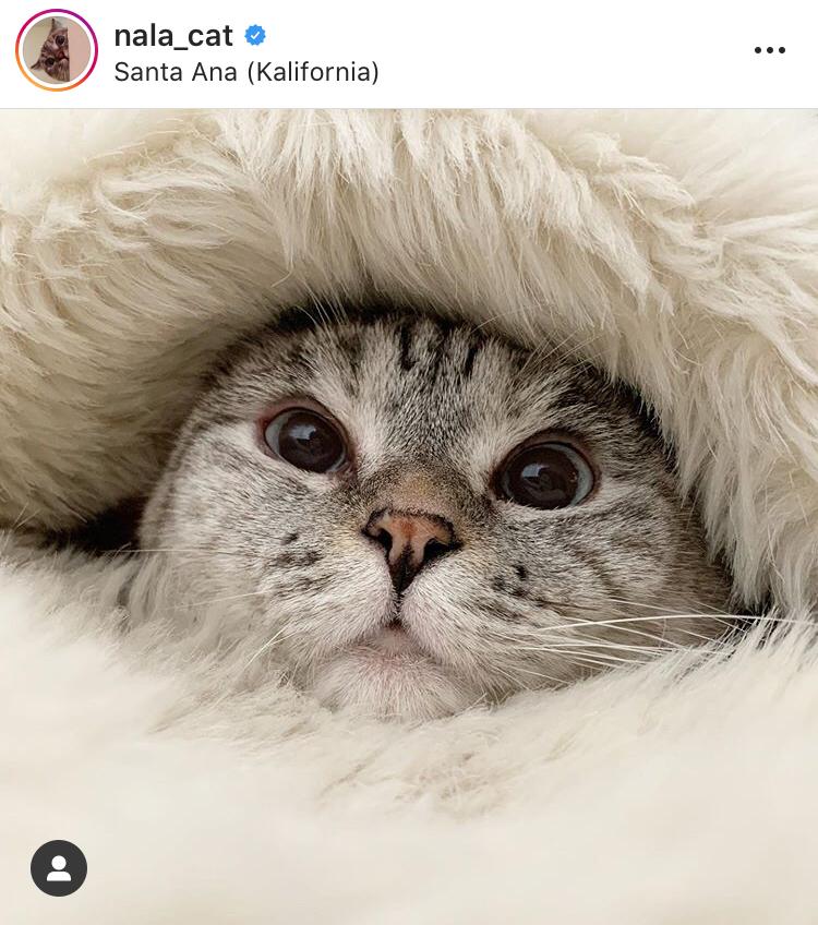 Najsłodsze i najpopularniejsze kociaki instagrama! Nie będziecie mogli oderwać od nich oczu!