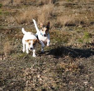 Dlaczego pies jest najlepszym towarzyszem biegania? | 