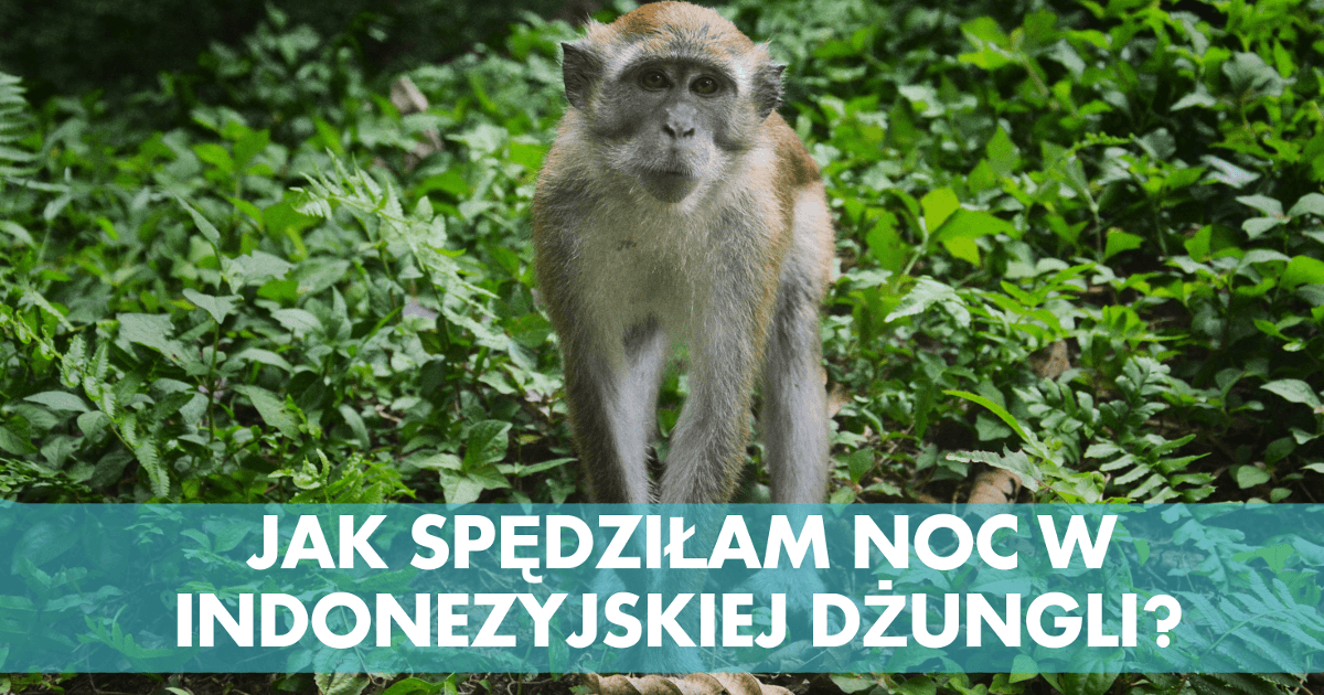 SPĘDZIŁAM NOC W INDONEZYJSKIEJ DŻUNGLI! JAK BYŁO?