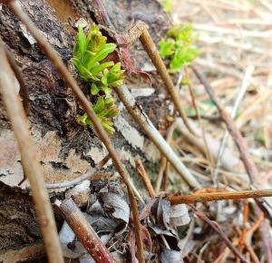 Stop and look | Spring photos