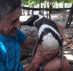 Ten pingwin każdego roku przepływa 8 tys. km, by spotkać człowieka, który uratował mu życie - Traveler - default - National Geographic