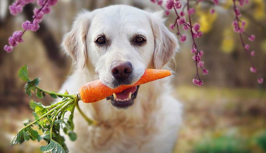 Jakie warzywa możesz podawać swojemu psu?