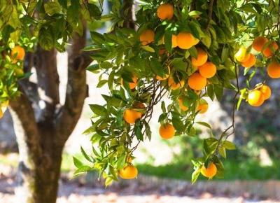 Dlaczego warto jeść pomarańcze?
