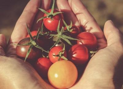 Dlaczego warto jeść pomidory ?