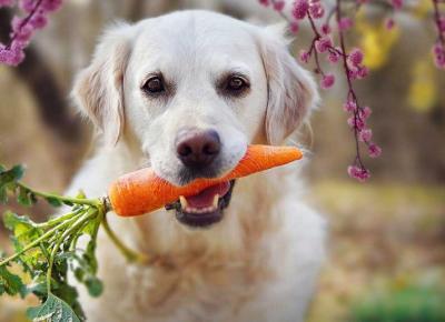 Jakie warzywa możesz podawać swojemu psu?