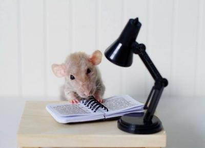 Szczur-najsłodsze zwierzę na ziemi?