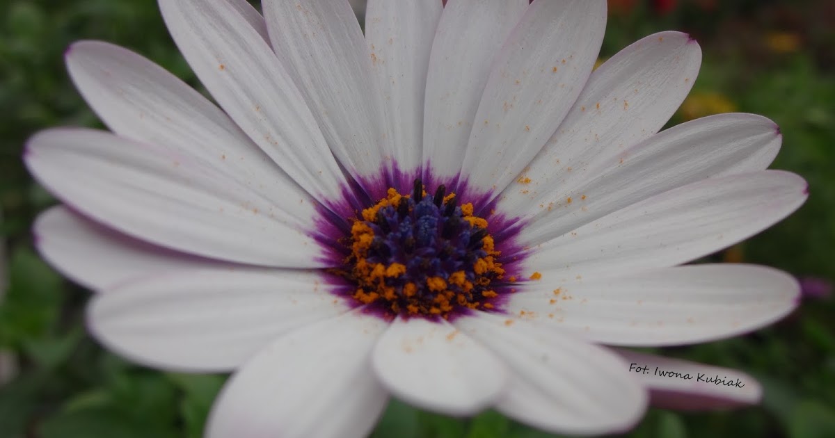 Blog prowadzony z myślą o pasji fotograficznej : Kwiaty okiem Iwony