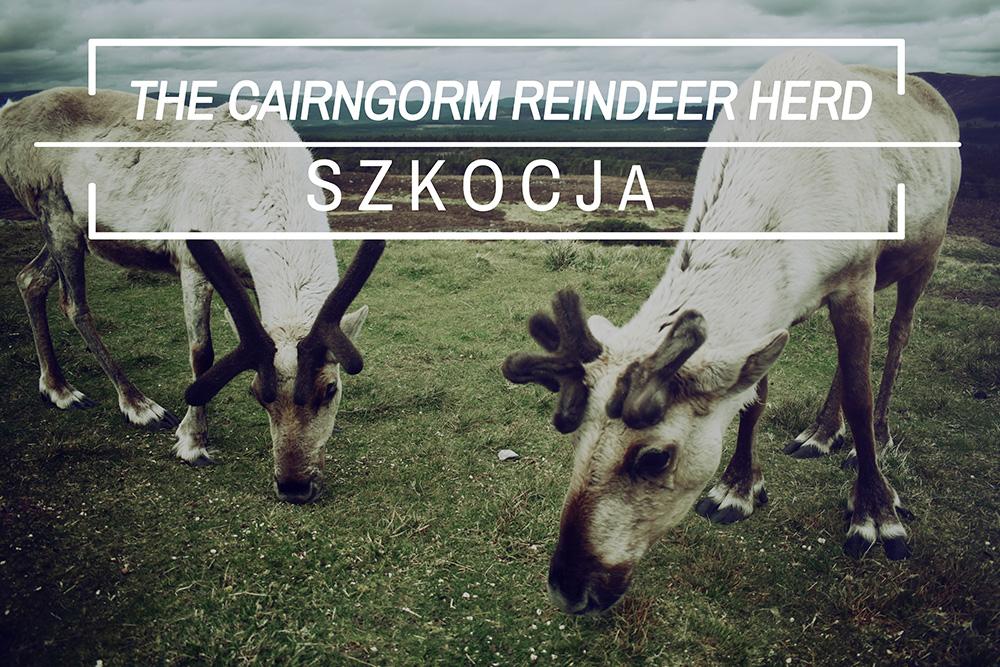 Renifery w Szkocji - The Cairngorm Reindeer - Wszechpodróże