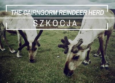 Renifery w Szkocji - The Cairngorm Reindeer - Wszechpodróże