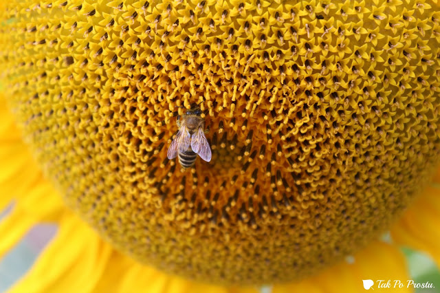 Tak Po Prostu : Azyl