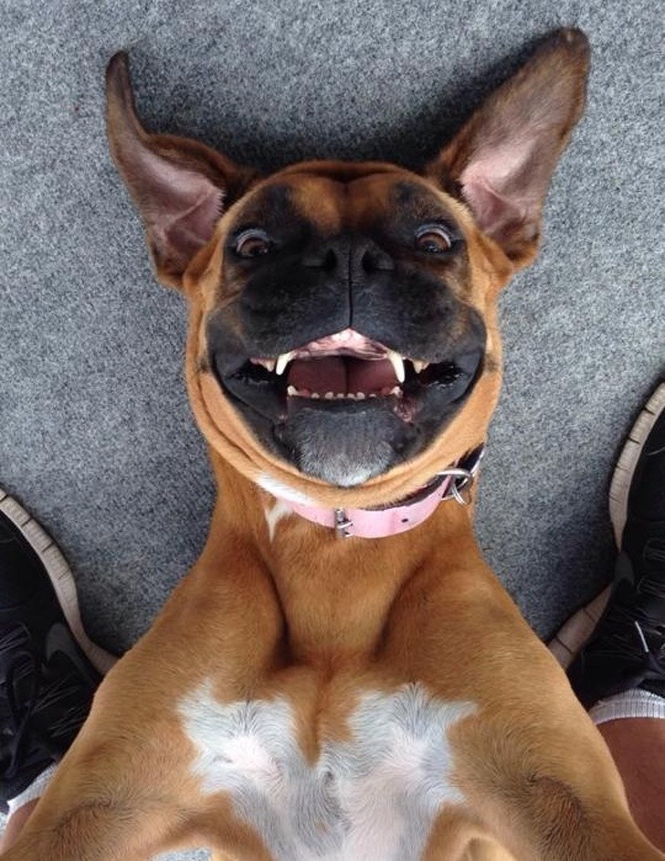 22 zwierzęta, które potrafią pozować po królewsku!