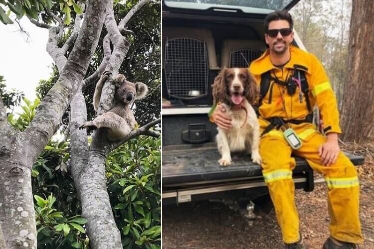 Pożary w Australii: psy ratują misie koala