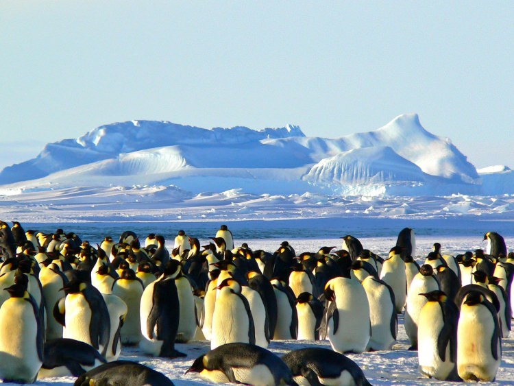 22 ciekawostki o Pingwinach