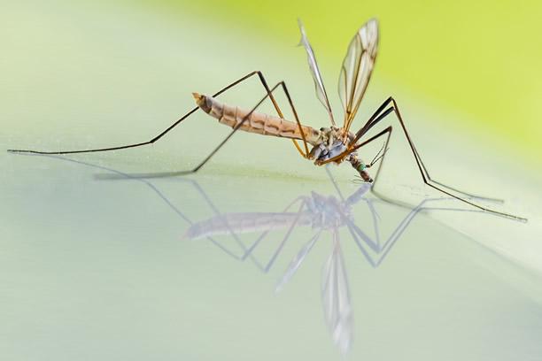 Komar i komarzyca które z nich gryzie i co odstrasza komary? - Zlota7
