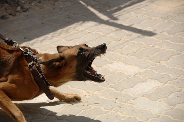 Agresywne psy - jak uniknąć pogryzienia, gdy atakuje pies. - Zlota7