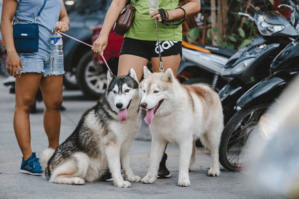 Petsitter - kto to taki? Czy każdy może nim zostać? - Zlota7