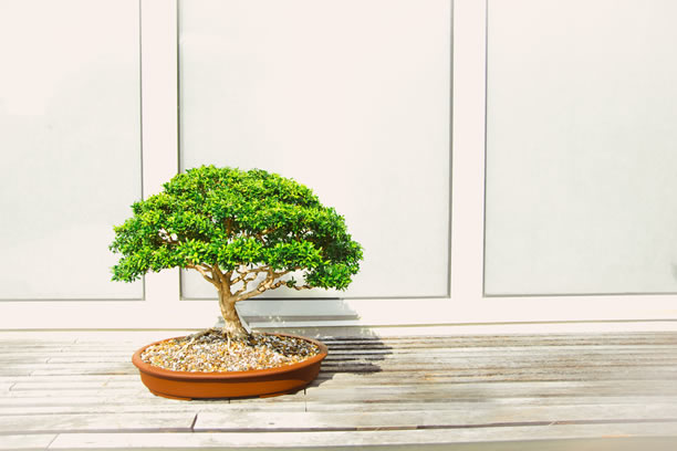 Jak i gdzie kupić odpowiednie drzewko Bonsai? - Zlota7