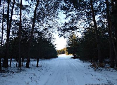 Tuczarnia Motyli: Lśniący śnieg